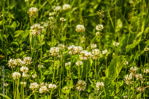 Beautiful white clover flowers in a meadow in summer