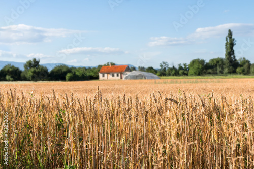 Farmland with golden wheat fields and farm house in the distance 