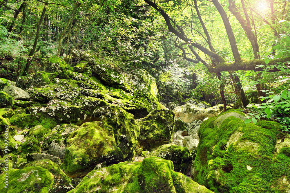 Obraz premium Green tropical forest