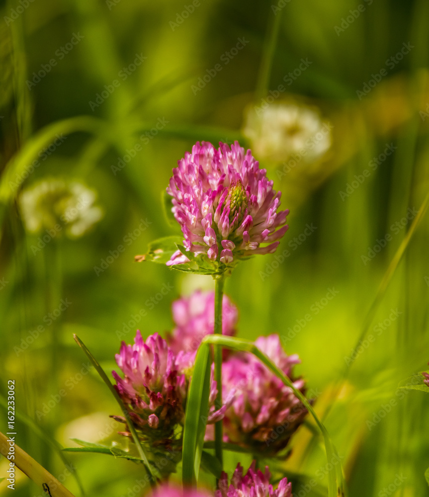 A beautiful, vibrant red clover flower in a meadow. Sunny summer day. A beautiful, vibrant red clover flower in a meadow. Sunny summer day.