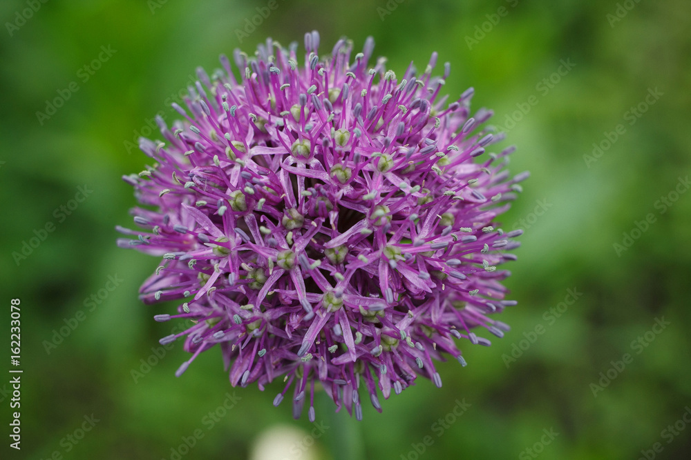 Purple allium flower (allium giganteum). Flower decorative bow. Flower in shape of the ball Purple allium flower (allium giganteum). Flower decorative bow. Flower in shape of the ball