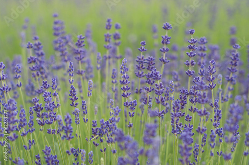 Field with lavender flowers