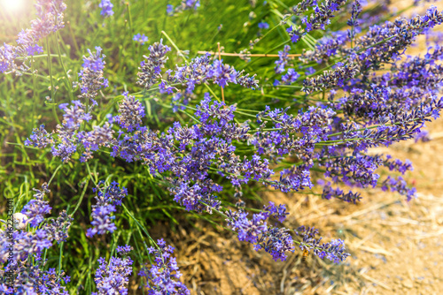 Lavande en Provence, France