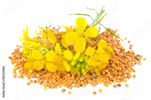 Flowers and seeds of mustard, isolated on white background.
