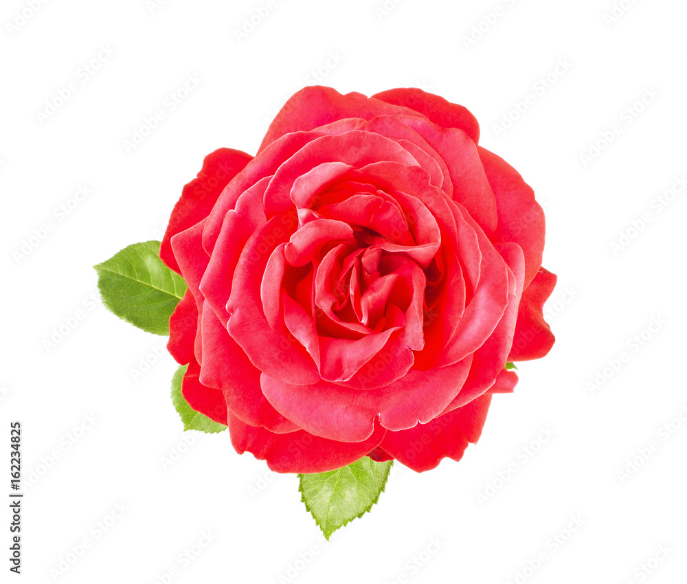 Flower of red rose with green leaves, isolated on white Flower of red rose with green leaves, isolated on white