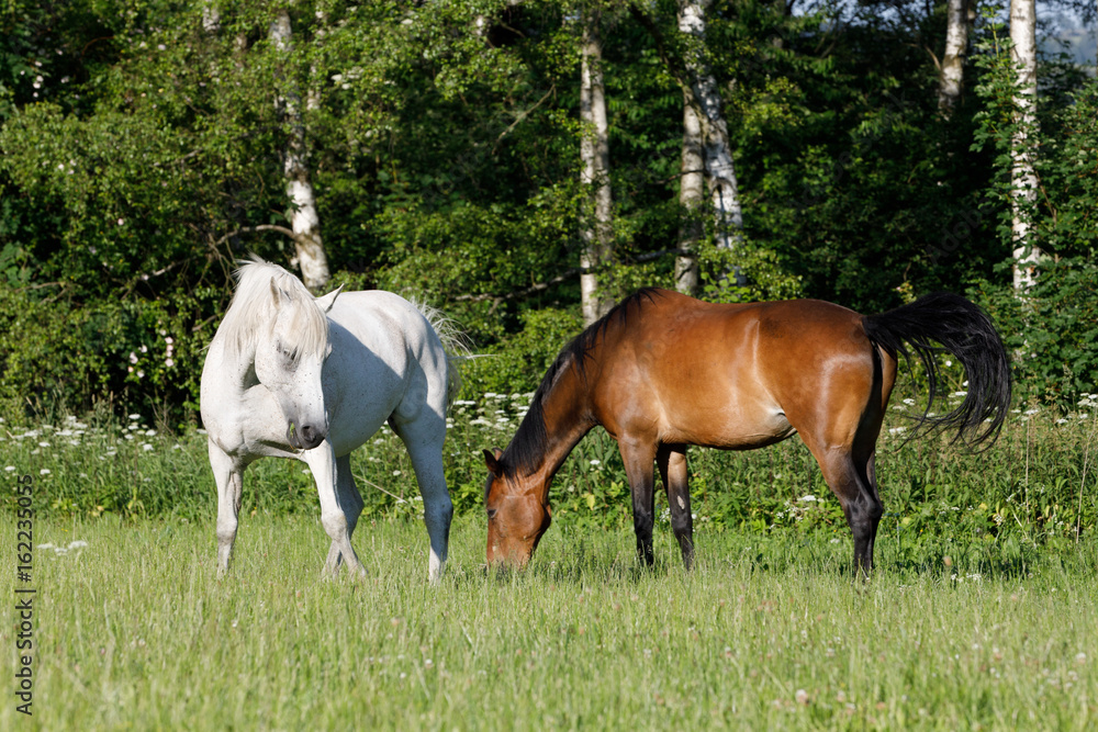 beautiful herd of horses graze in spring meadow beautiful herd of horses graze in spring meadow