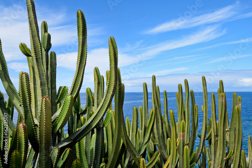 Canary Island Spurge by the Sea. Canary Island.