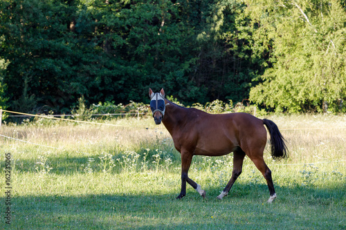 brown horse is grazing in a spring meadow