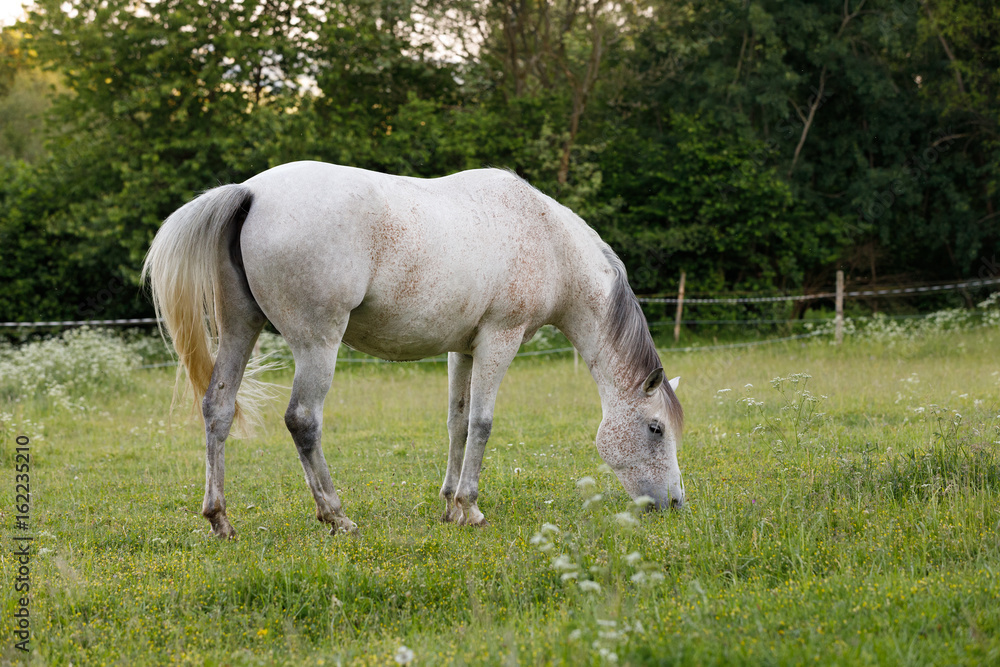 white horse is grazing in a spring meadow white horse is grazing in a spring meadow
