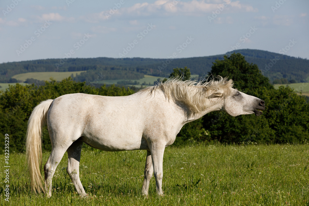 white horse is grazing in a spring meadow white horse is grazing in a spring meadow