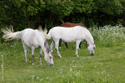 two white horse is grazing in a spring meadow