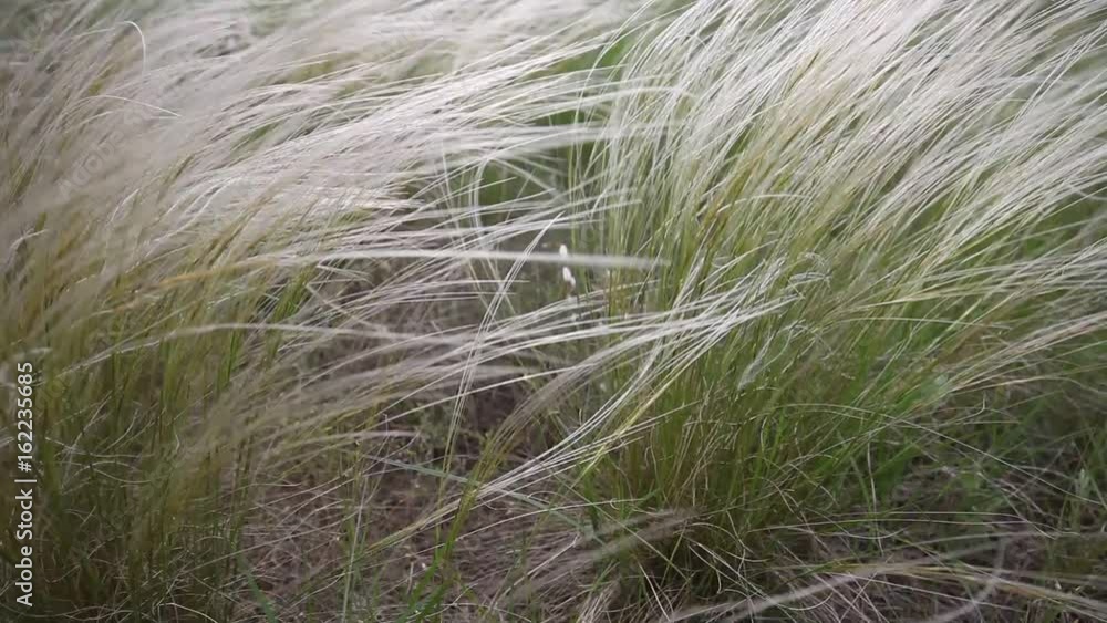 Feather grass swinging in the wind. Close-up of green grass Feather grass swinging in the wind. Close-up of green grass