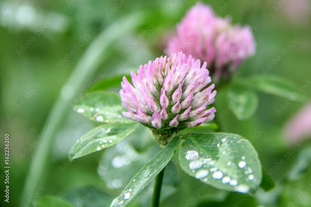clover, trefoil with rain drops and Dew pits clover, trefoil with rain drops and Dew pits