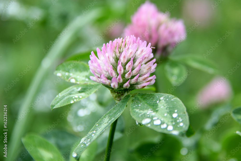 	 clover, trefoil with rain drops and Dew pits