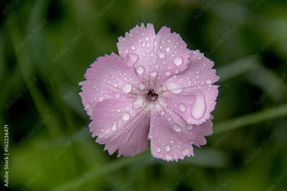 Garden carnations with rain drops and Dew pits