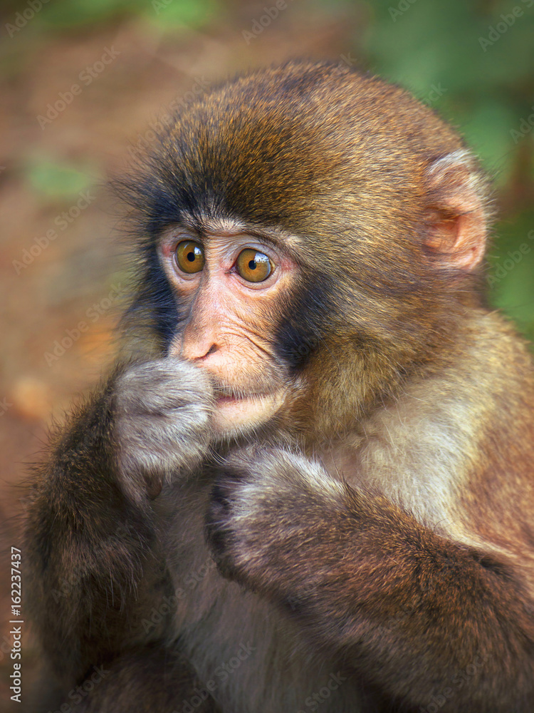 puppy monkey portrait, unprotected animal (japanese macaque) puppy monkey portrait, unprotected animal (japanese macaque)