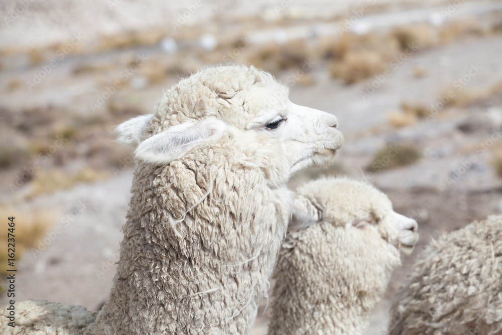 lamas in Andes,Mountains, Peru