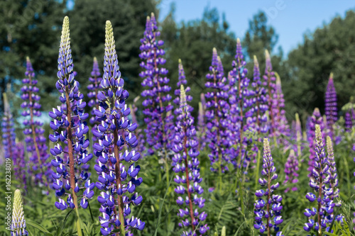 Purple lupines in a garden on summertime.