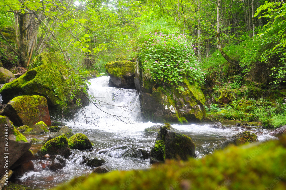 Obraz premium Beautiful view on mountain river under a Old Mountain, Serbia. Wild river with a lot of cascade. Mountain river with a fresh and clean water.