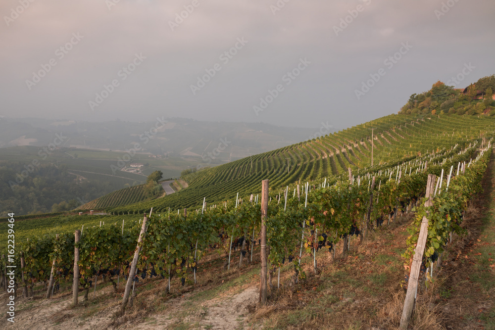Langhe, vineyard landscape in Piemonte