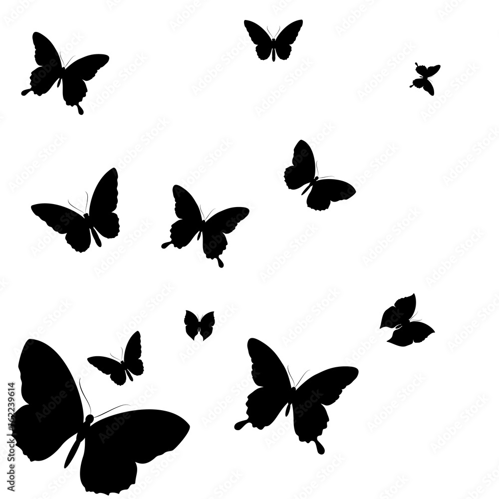 black butterfly, isolated on a white black butterfly, isolated on a white