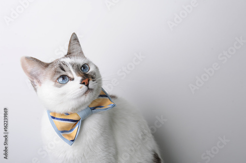 White blue-eyed cat in a bow tie on a white background looks right, free space for a design