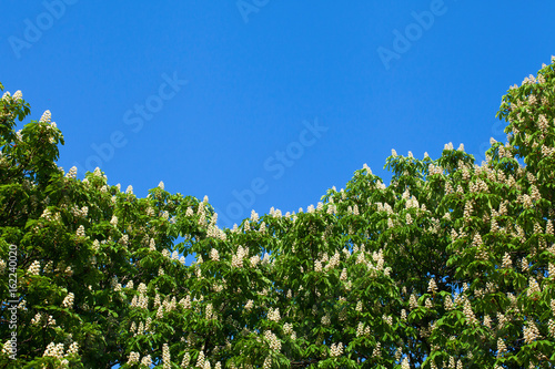 Blooming white chestnut against the blue sky with a cloud