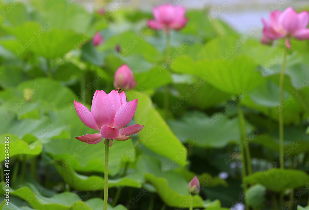 Blooming lotus Blooming lotus