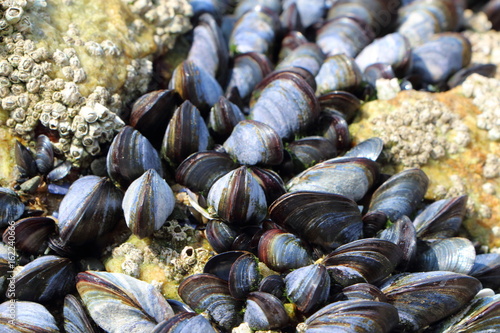 Moules et balanes accrochées à un rocher sur la côte bretonne