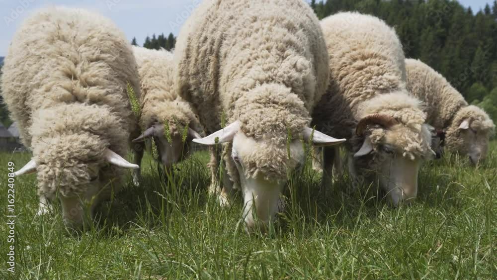 Close up shot of group of sheeps eating green grass Close up shot of group of sheeps eating green grass