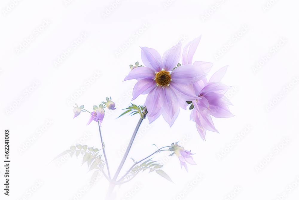 Obraz premium 皇帝ダリア