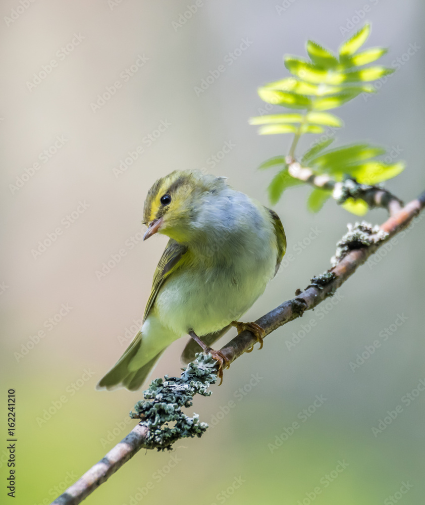 Wood warbler