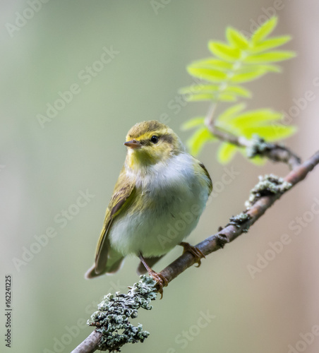 Fototapeta Wood warbler