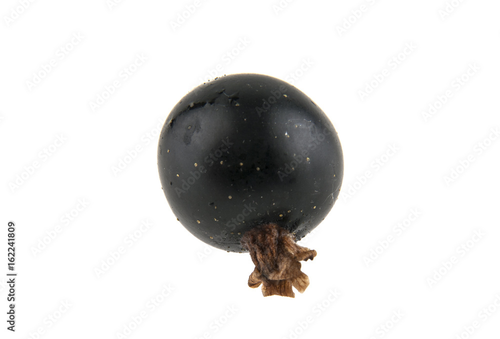 Black currant isolated on white background Black currant isolated on white background