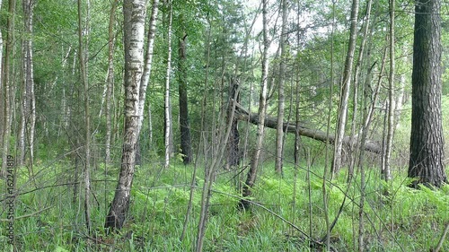 A fallen tree in a summer forest photo
