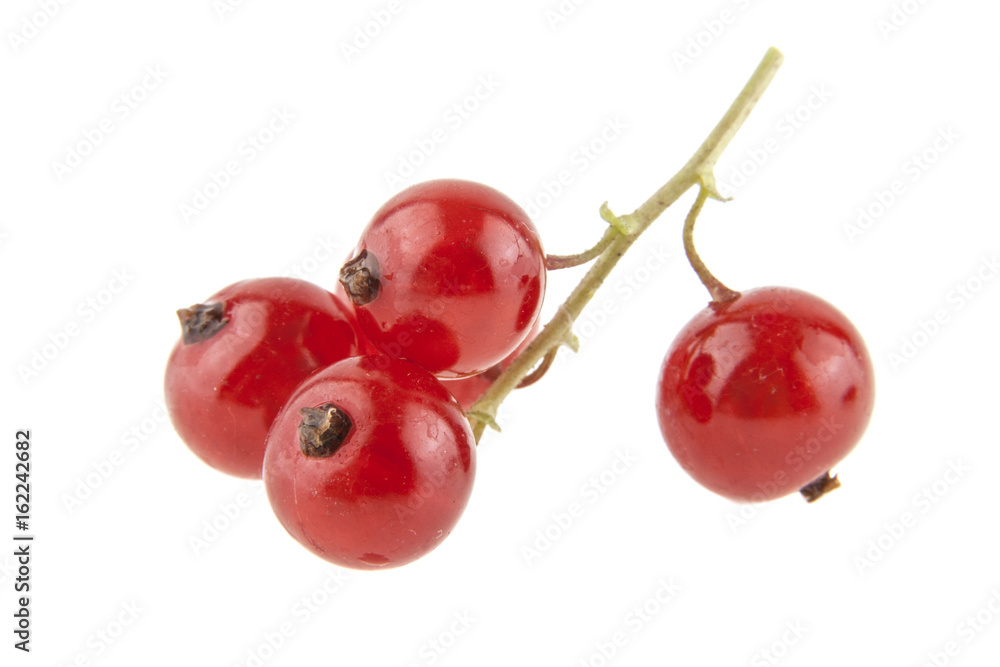 Red currant isolated on white background Red currant isolated on white background