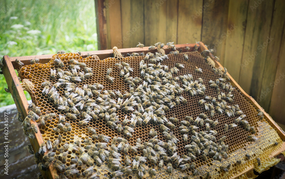 Beekeeper working with bees in beehive, showing the frame with honeycombs Beekeeper working with bees in beehive, showing the frame with honeycombs