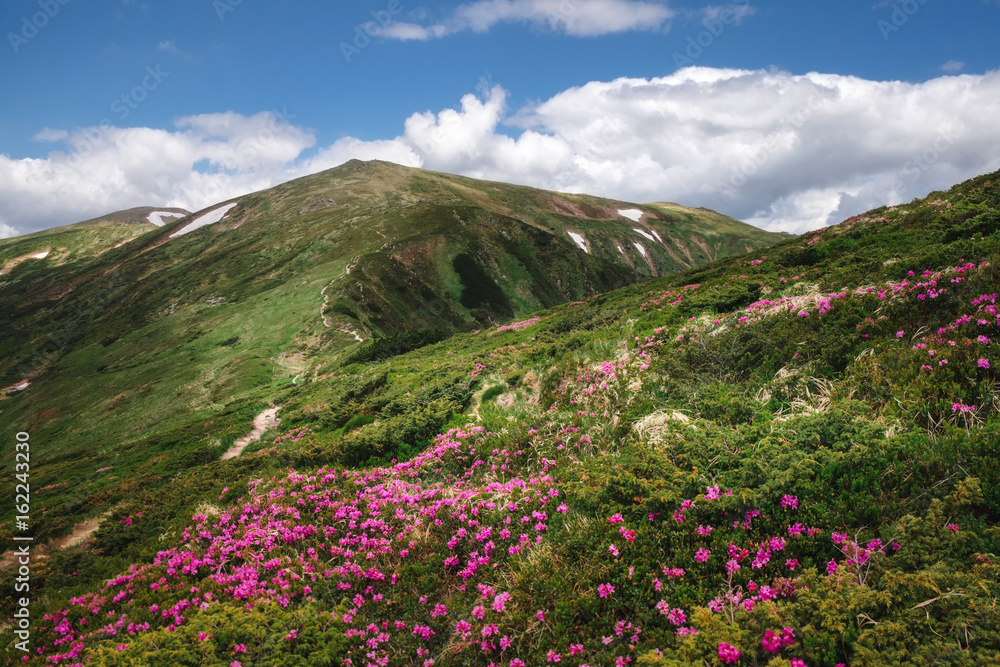 Blooming carpet of pink rhododendron flowers in green mountains