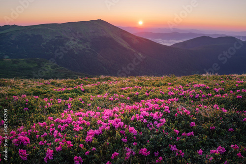 Beautiful mountain landscape with blossoming rhododendron flowers © gilitukha