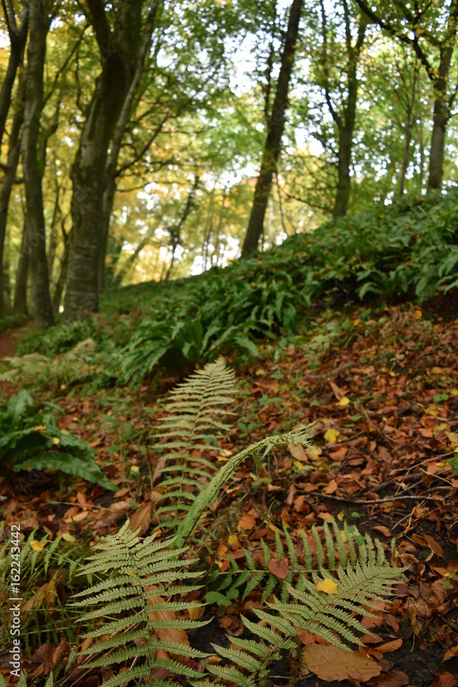 Obraz premium Forest in Autumn