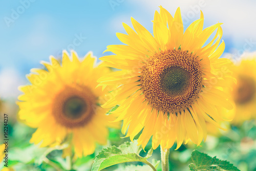 Fototapeta Naklejka Na Ścianę i Meble -  Close-up of sun flower against a blue sky of summer