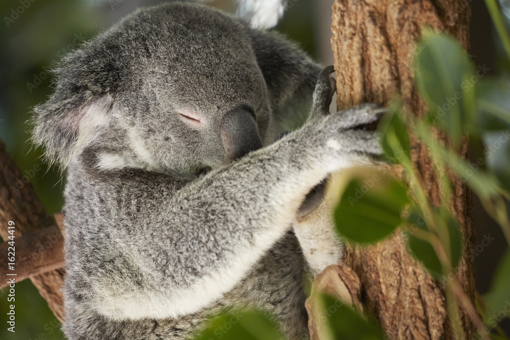 Obraz premium Koala schlafend