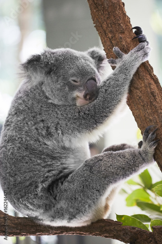 Fototapeta Naklejka Na Ścianę i Meble -  glücklicher Koalabär