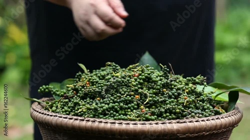 Hand of farmer select bouquet of fresh pepper in wooden basket. photo