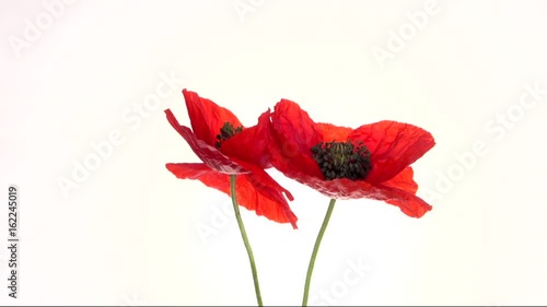 Red poppy blooming in time-lapse on a white background. Two red poppies blossom and move beautifully, fold in the heart. Full HD 1080p. Timelapse 