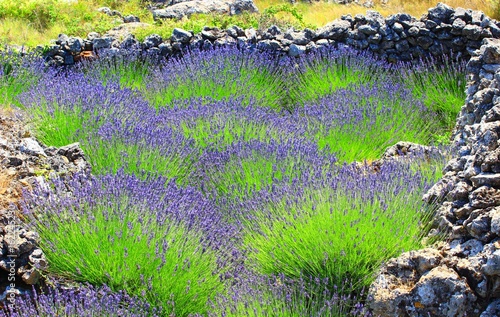 Lavender and dry stone on the Island Hvar in Croatia photo