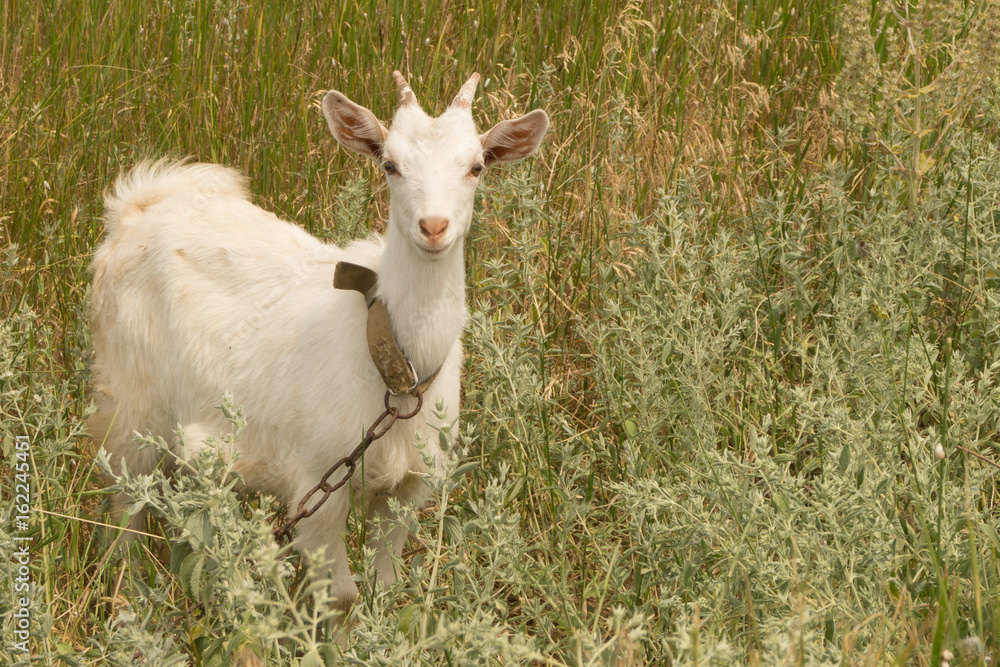 White goat grazes on the meadow White goat grazes on the meadow
