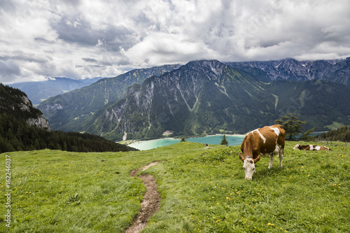 Wallpaper Mural Kühe auf einer Alm oberhalb des Achensee in Tirol, Österreich Torontodigital.ca