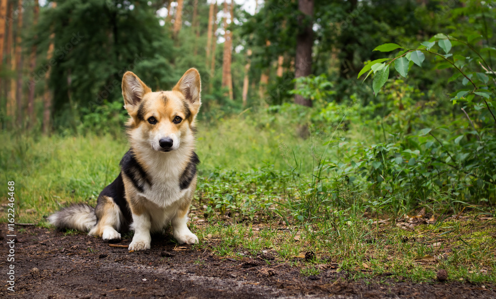Dog breed Welsh corgi pembroke for a walk in the beautiful forest. Dog breed Welsh corgi pembroke for a walk in the beautiful forest.