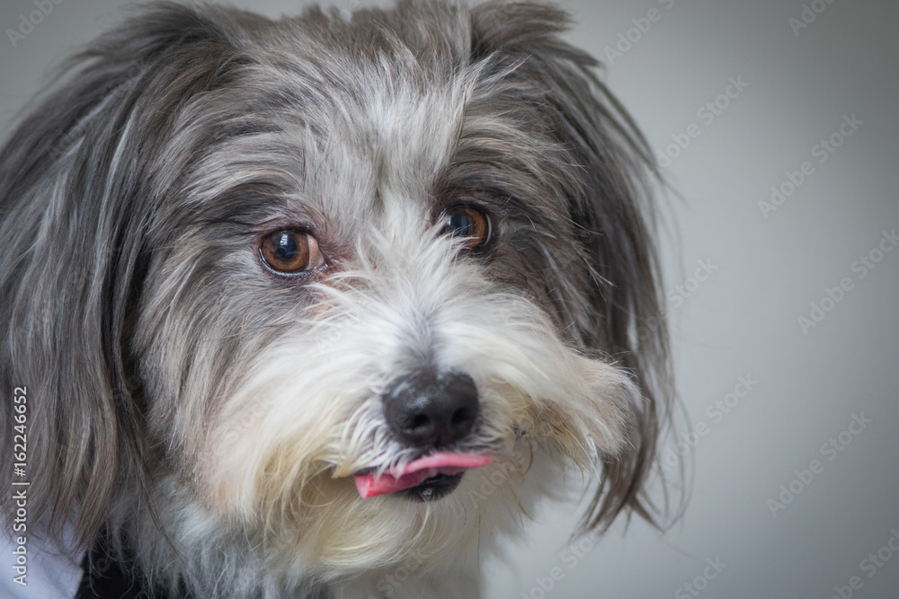 Fluffy dog licking lips